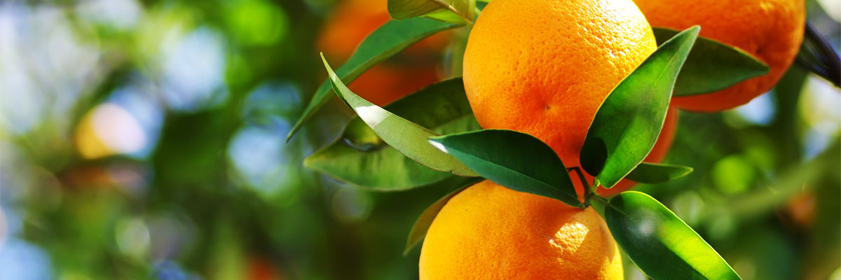 Discover the Top 10 Fruit Trees for Your Southwest Florida Garden